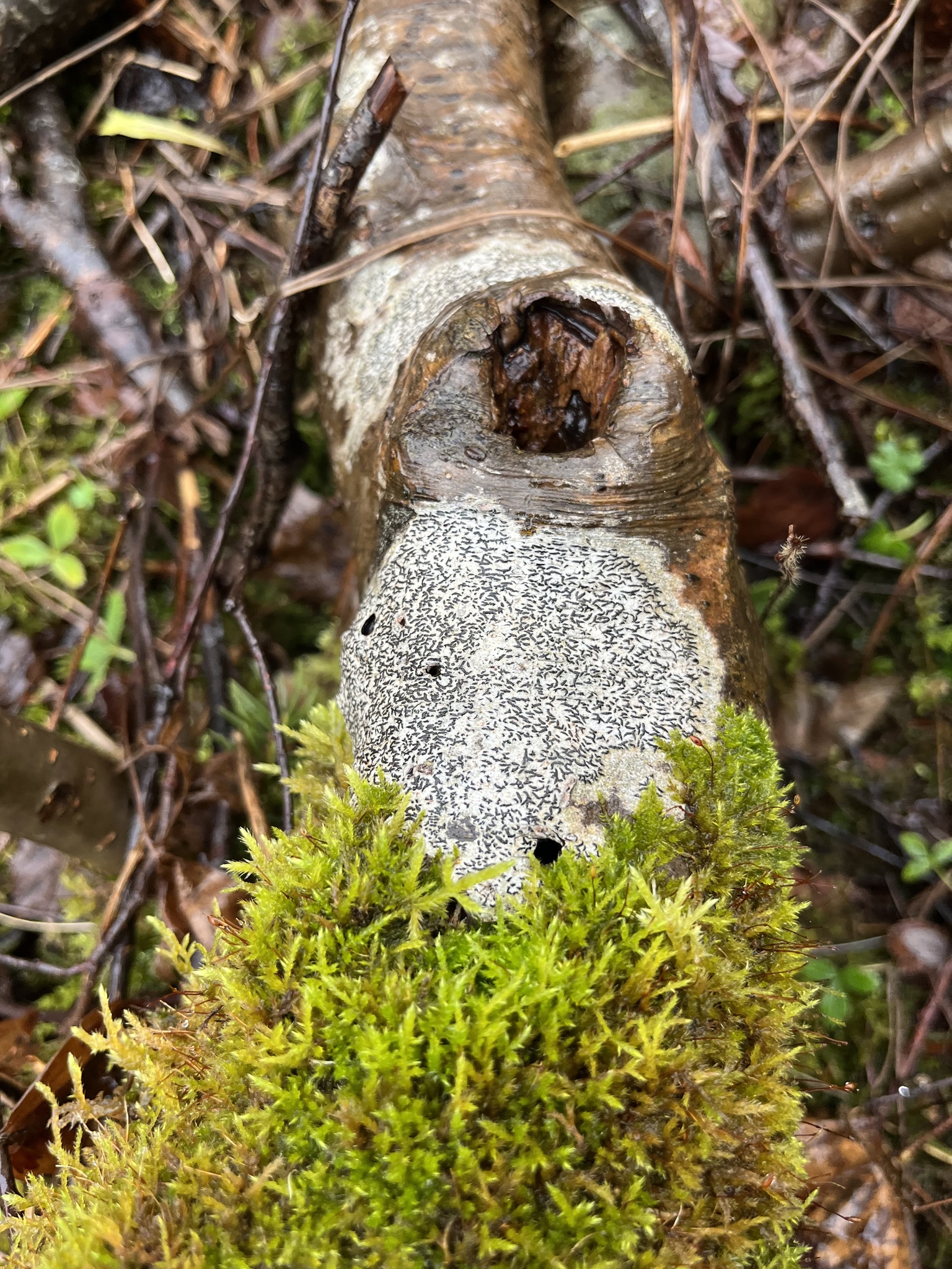 Perithecia In Graphis Scripta Graphis scripta (L.) Ach.
