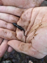 Desmognathus conanti