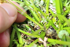 Carex edura