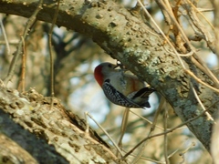Melanerpes carolinus