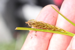 Carex edura