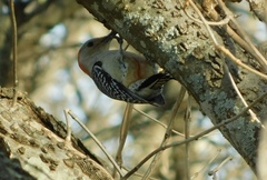 Melanerpes carolinus