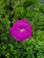 Ipomoea dumosa