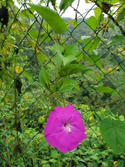 Ipomoea dumosa