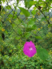 Ipomoea dumosa