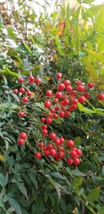 Nandina