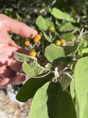 Solanum lanceolatum