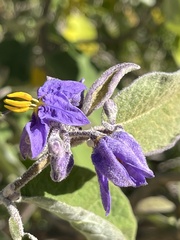 Solanum lanceolatum