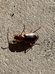 Tanystoma maculicolle