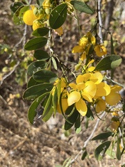 Senna pallida
