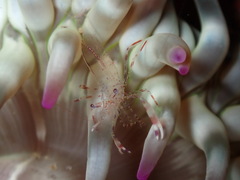 Periclimenes aegylios