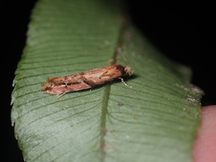 Crypsitricha roseata