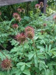 Acaena ovalifolia