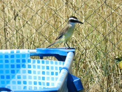 Pitangus sulphuratus