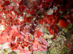 Tripterygion delaisi