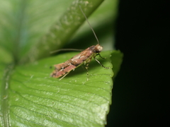 Crypsitricha roseata