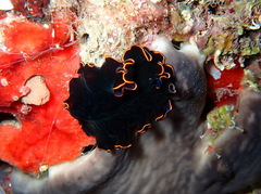 Pseudobiceros splendidus