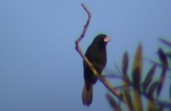 Sporophila maximiliani