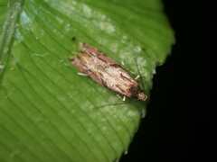 Crypsitricha roseata