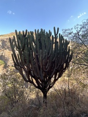 Myrtillocactus geometrizans
