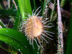 Paractinia striata