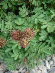 Acaena ovalifolia