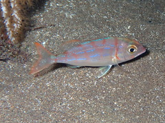 Pagellus erythrinus