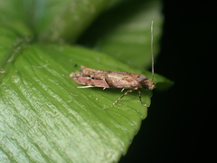 Crypsitricha roseata