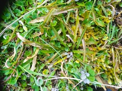 Microseris scapigera