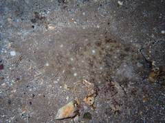 Solea senegalensis