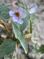 Ruellia nudiflora