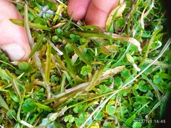 Microseris scapigera