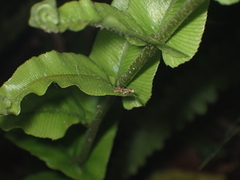 Crypsitricha roseata