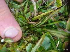 Microseris scapigera