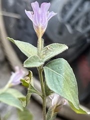 Ruellia nudiflora