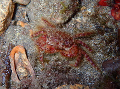 Pilumnus