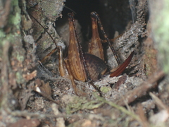 Macropathinae