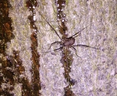 Dicranopalpus larvatus