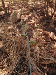 Albuca glauca