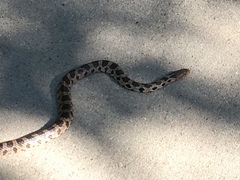 Pantherophis ramspotti