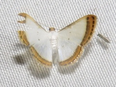 Leuciris fimbriaria