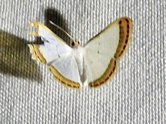 Leuciris fimbriaria