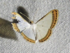 Leuciris fimbriaria