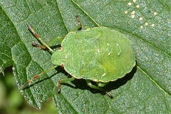 Palomena prasina