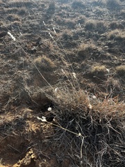 Bothriochloa laguroides