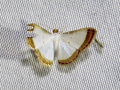 Leuciris fimbriaria