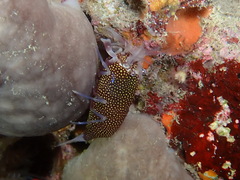 Gnathophyllum elegans