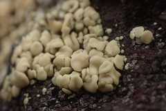 Rhizoplaca aspidophora
