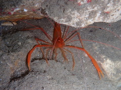 Stenopus spinosus
