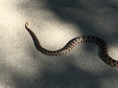 Pantherophis ramspotti